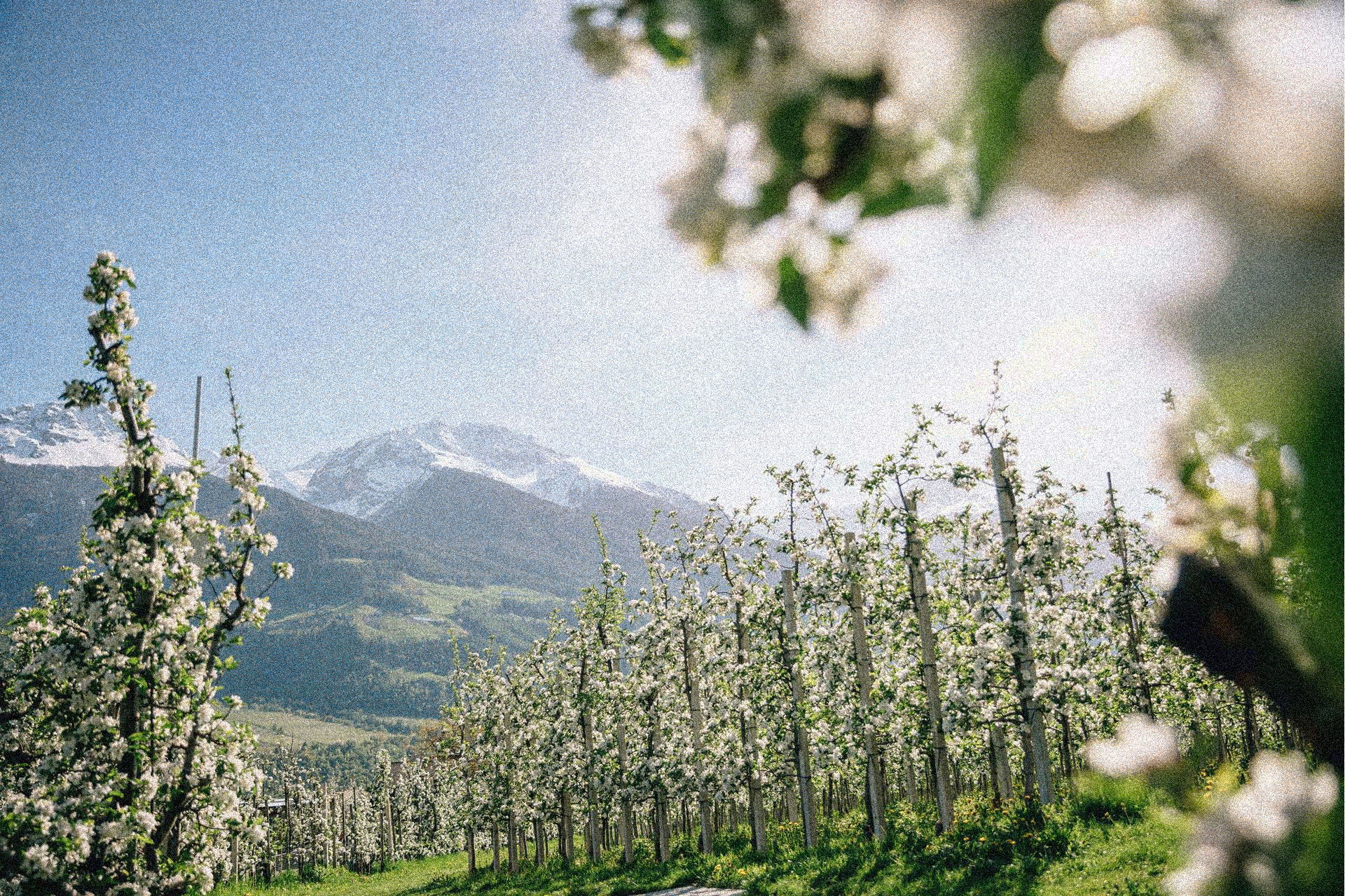 A volo d’ape — immagine
