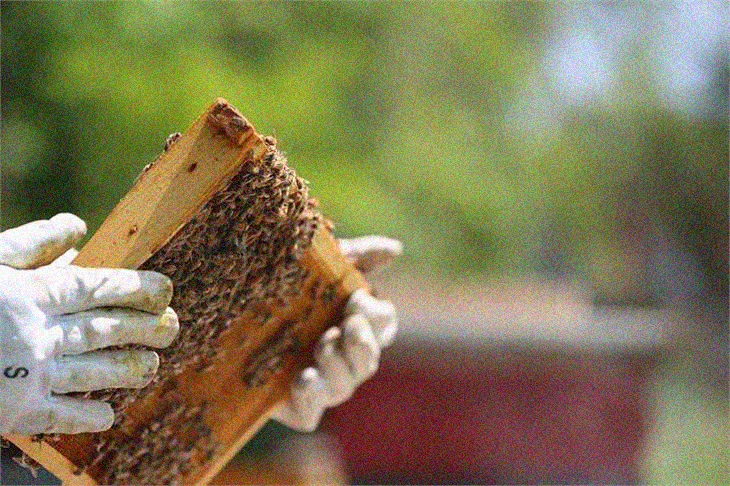 A volo d’ape — immagine