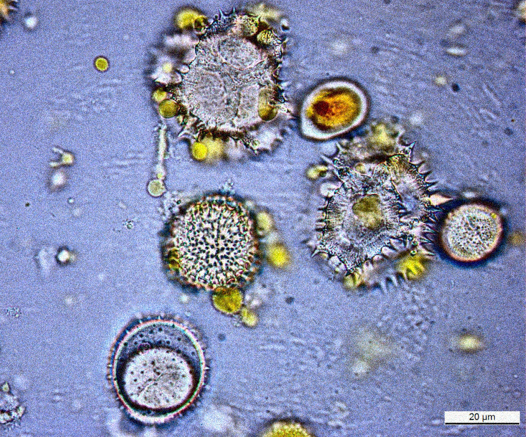 A volo d’ape — immagine