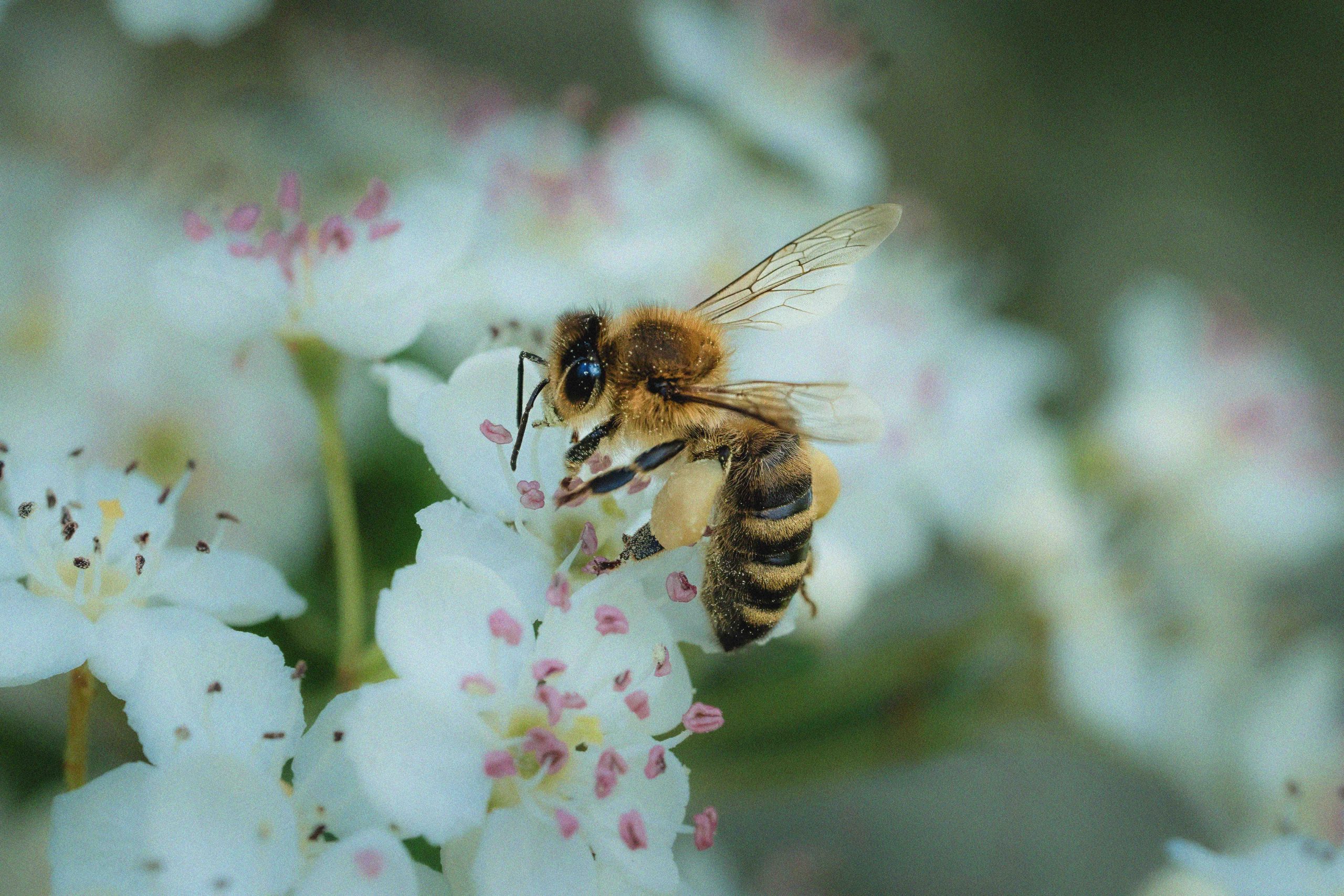 A volo d’ape — immagine