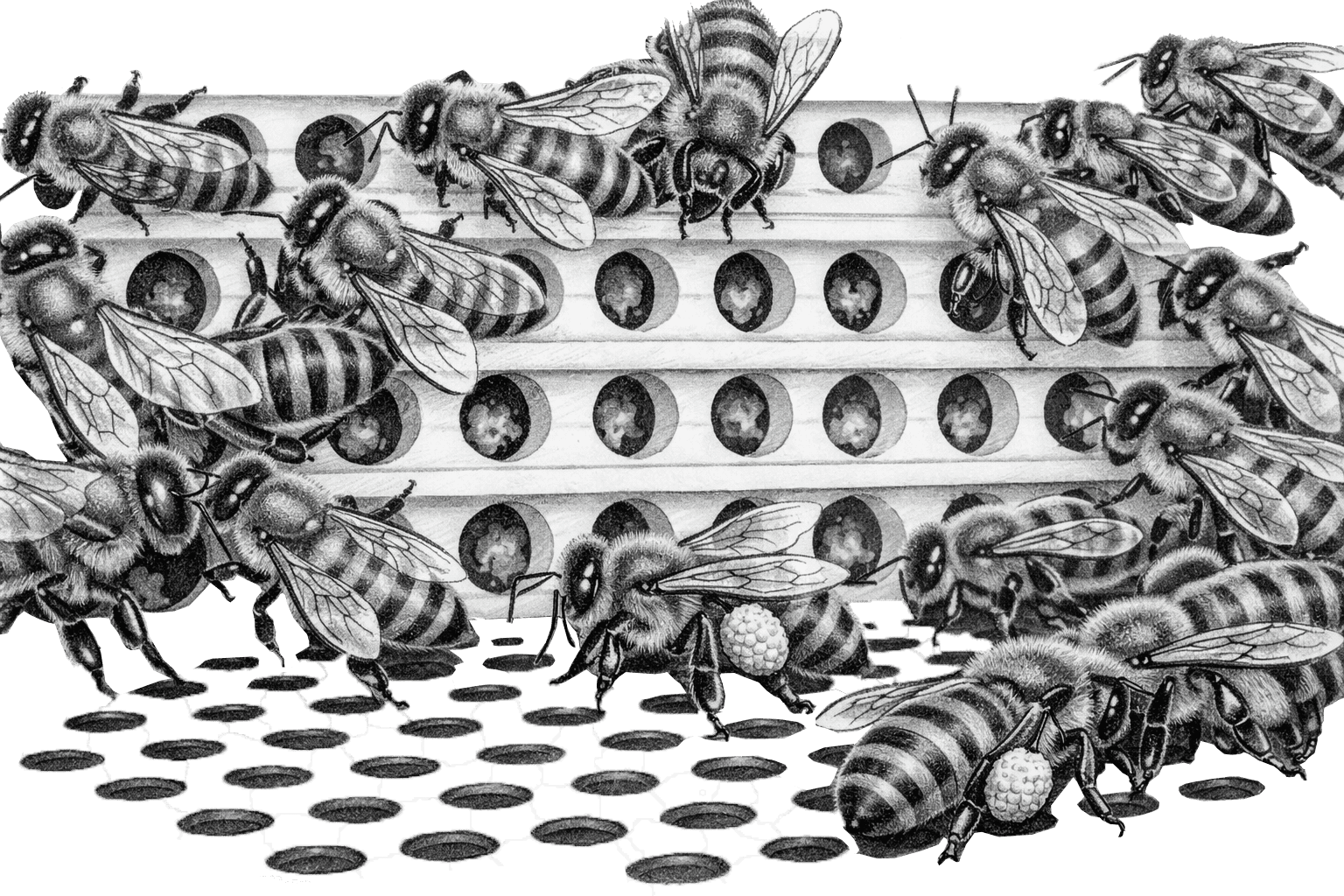 Schema della raccolta del polline
